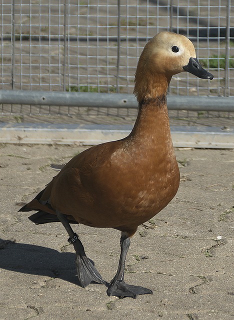 多俱乐部借